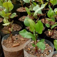 نهال پسته یک ساله