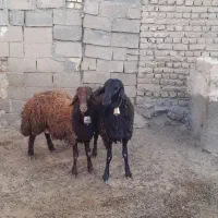 بره نر،گوسفند،میش|حیوانات مزرعه|اسحاق آباد, |دیوار