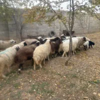 حیوانات ماهان