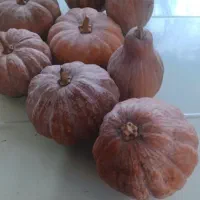 کدو شیرین و خوش طعم ضیابر