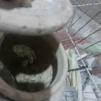 مرغ‌عشق با چهار جوجه
