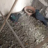 کبوتر دم گیر پد دوتایی به شرط