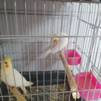 عروس هلندی جفت نر و ماده