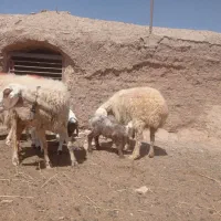 میش بره دار فروشی. جفتی90میلیون