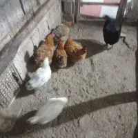 مرغ محلی|حیوانات مزرعه|مشگین شهر, |دیوار