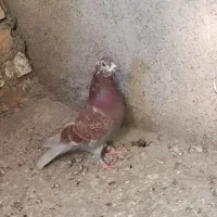 کفتر آلمانی و دورگ