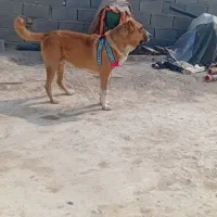 فروشی|سگ|شیروان (خراسان), |دیوار