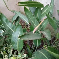 حراج سرخس زیبا