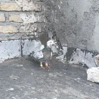 کفتر|پرنده|مشهد, اسماعیل آباد (سپاد)|دیوار