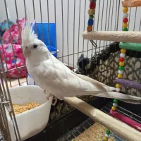 عروس هلندی آلبینو ماده