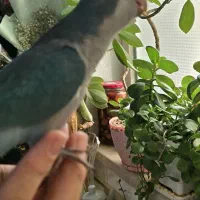 طوطی راهب اهلی فیروزه ای