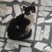 گربه نر ۴ ماهه