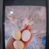 تخم مرغ لهستانی نطفه دار مجودهست. فقط تماس