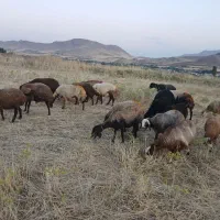 ۲۰راس گوسفند یا میش تمام ابستن داشتی جوان