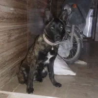 واگذاری|سگ|یزد, |دیوار