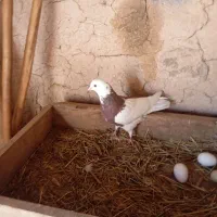 کبوتر|پرنده|اهر, |دیوار