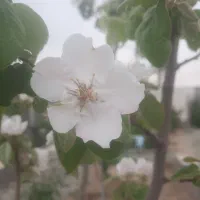 حراج ۲۲ اسلحه درخت میوه ۳ ساله ، انجم آباد شهریار