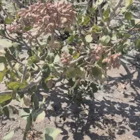 زمین-پسته