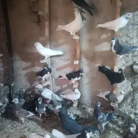 دسته کفتری|پرنده|شیراز, سهلآباد|دیوار