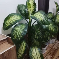 گل دیفن باخیا