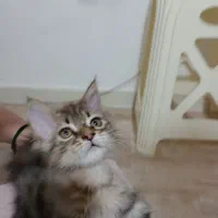 بچه گربه میکس بریتیش پرشین