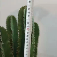 گیاه کاکتوس|گل و گیاه طبیعی|تهران, خاک سفید|دیوار