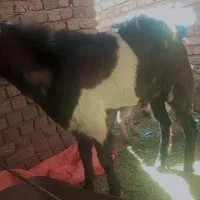 21000000|حیوانات مزرعه|خاش, |دیوار