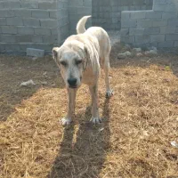 واگذاری سگ فوری راه میام