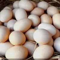 تخم مرغ محلی و رسمی نطفه دار|حیوانات مزرعه|مشهد, شیرودی|دیوار