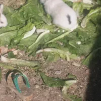 خرگوش|موش و خرگوش|مریوان, |دیوار