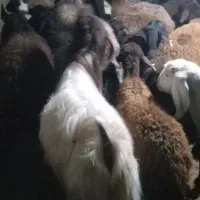 فروش   گوسفند
