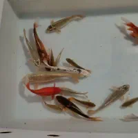 ماهی قرمز کله شیری و کوی و کپور|ماهی|خمینی‌شهر, |دیوار