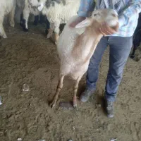 بره چینی|حیوانات مزرعه|شیراز, عادل آباد|دیوار