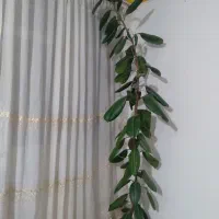 گل آپارتمانی