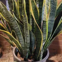 گلهای خانگی|گل و گیاه طبیعی|رشت, تازه آباد|دیوار