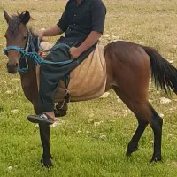مادیان نوکامران اصیل