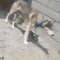 سگ هاسکی