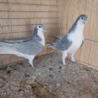 خوشرنگ الماسی