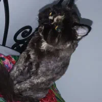 واگذاری پرشین ماده