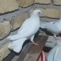 کبوتر سفید پر ۶تا ۹۰۰هزار|پرنده|تاکستان, |دیوار
