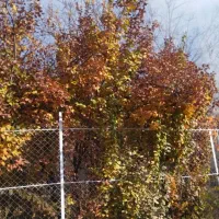 باغ به مساحت500متربا 25 متر بر جاده. نزدیک شهر