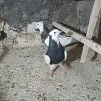 کبوتر|پرنده|نیشابور, مازول|دیوار