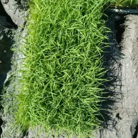 قالب نشاآماده