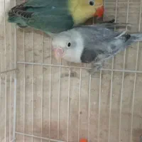 کوتوله جفت باتخم رگ زده نریاماده تک باضمانت کتبی