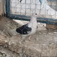 پشتی و طوقی