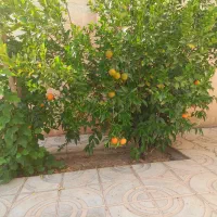 اجاره-یک-واحد-منزل-مسکونی