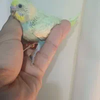 جوجه مرغ عشق|پرنده|انبارآلوم, |دیوار