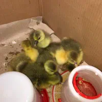 جوجه غاز یک هفته ای