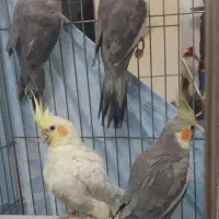 طوطی عروس هلندی