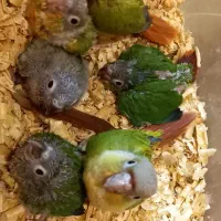 طوطی گرینچیک|پرنده|رشت, کوی حسینی|دیوار